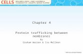 Chapter 4 Protein trafficking between membranes By Graham Warren & Ira Mellman.