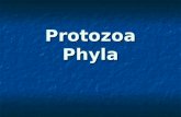 Protozoa Phyla. List of Phyla Amoeba-like organisms (e.g., Amoeba) Amoeba-like organisms (e.g., Amoeba) Phylum Euglenozoa Phylum Euglenozoa Subphylum.
