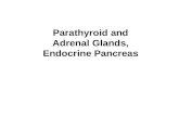 Parathyroid and Adrenal Glands, Endocrine Pancreas.