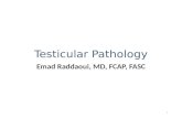 Testicular Pathology Emad Raddaoui, MD, FCAP, FASC 1