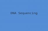 DNA Sequencing. * Sequencing means finding the order of nucleotides on a piece of DNA. * Nucleotide order determines amino acid order, and by extension,
