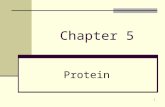 1 Chapter 5 Protein. 2 Learning Objectives 1. Identify and describe the building blocks of protein 2. List the functions of protein in the body 3. Explain.