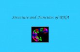 Structure and Function of RNA. RNA- ribonucleic acid 1.RNA is a single strand 2.RNA is made up of smaller subunits called nucleotides 3.Nucleotides consist.