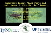 Important Insect Plant Pests and their Hosts in Florida (Turf Pests) Kirk W. Martin CBSP USDA-National Needs Fellow Graduate Student-University of Florida.