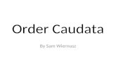 Order Caudata By Sam Wiernusz. Order Caudata The order Caudata contains the amphibian known as salamanders and newts.