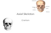 Axial Skeleton Cranium. Axial skeleton Major Divisions in the skeletal system: – Axial: Bones along the center axis (medial) of the body. Skull, Vertebral.