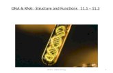 DNA & RNA: Structure and Functions 11.1 – 11.3 Page 280 - 295 1Hickox: Baker Biology.