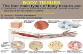 BODY TISSUES The four main types of body tissues are: 1) Epithelium – Sheets of tissue that line and cover, provide protection specialized for absorption/secretion.