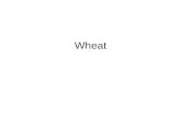 Wheat. An annual plant of Gramineae or Poaceae family Genus Triticum Species: Triticum aestivum L.