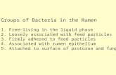 Groups of Bacteria in the Rumen 1. Free-living in the liquid phase 2. Loosely associated with feed particles 3. Firmly adhered to feed particles 4. Associated.