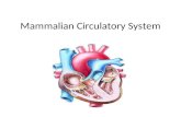 Mammalian Circulatory System. Circulatory Systems There are both open and closed systems. – Insects have an open circulatory system (blood leaves the.