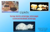 Lipids long term energy storage concentrated energy Adapted from Kim Fogia and David Knuffke work.