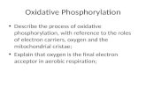 Oxidative Phosphorylation Describe the process of oxidative phosphorylation, with reference to the roles of electron carriers, oxygen and the mitochondrial.