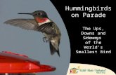 The Ups, Downs and Sideways of the World’s Smallest Bird Hummingbirds on Parade.