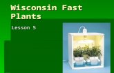 Wisconsin Fast Plants Lesson 5. 1. General Information A.Life cycle lasts 35-40 days B.Cycle is from seedling to new generation seedling C.Let us take.