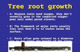Tree root growth A: Because roots need oxygen, they don't normally grow in the compacted oxygen-poor soil under paved streets.A: Because roots need oxygen,