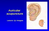 Auricular acupuncture Lecturer: Qu Hongyan Contents 1.Relationship between the ear, channels and zang-fu organs 2. The anatomy of the auricle 3. The.