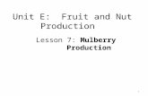 Unit E: Fruit and Nut Production Lesson 7: Mulberry Production 1.