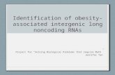 Identification of obesity-associated intergenic long noncoding RNAs Project for “Solving Biological Problems that require Math” Jennifer Tan.