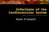 Infections of the Cardiovascular System Brian O’Connell.