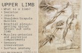 Frolich, Human Anatomy,UpprLimb UPPER LIMB What is a limb? Skeleton Joints Shoulder/Scapula muscles Brachial plexus— getting spinal nerves out onto limb.