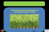 Role and Deficiency Symptoms of Secondary Nutrients in Rice.