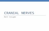 CRANIAL NERVES Matt Vreugde. What are Cranial Nerves? NumberNerve Region of origin/Destination IOlfactoryCortex IIOpticThalamus IIIOculomotorMidbrain.