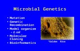 Microbial Genetics Mutation Genetic Recombination Model organism –E. coli Molecular Cloning Bioinformatics “Golden” Rice.