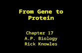 From Gene to Protein Chapter 17 A.P. Biology Rick Knowles.