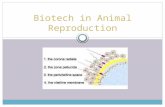 Biotech in Animal Reproduction. Terms Artificial Insemination  The deposition of spermatozoa in the female by artificial means Sperm  The male sex cell,