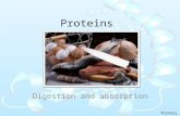 Proteins Digestion and absorption. Proteins HCl pepsin Exopeptidases Enterokinase Bicarbonate Pancreatic proteases.