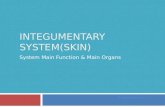 INTEGUMENTARY SYSTEM(SKIN) System Main Function & Main Organs By Miaoming He.