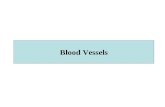 Blood Vessels. Pathology Congenital Anomalies Arteriosclerosis HTN Vasculitides ( inflammations) Aneurysms & Dissections Veins & Lymphatics Tumors.