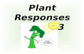 Plant Responses Chpt. 33. Stimulus and Response Stimulus: is anything that causes a reaction in an organism, or in any of its parts. Animal stimuli: -