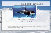 Killer Whales By, Gabriella 10/ 2 / 09   whale/index.htm