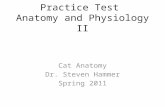 Practice Test Anatomy and Physiology II Cat Anatomy Dr. Steven Hammer Spring 2011.