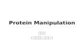 Protein Manipulation 김경규 ( 성균관대 의학과 ). Overview of Biochemical Experiments (characterization) (Partially) Purified biological materials Physicochemical.