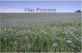 Flax Process. Flax plant (linum usitatissimum) a: roots; b: stem (containing fibers); c: leaves entire, narrow; d: flowers blue, somewhat white, pink.