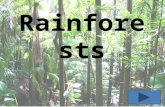 Rainforests What do you already know? Rainforests Fill in as many things as you know already about rainforests.