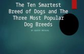 The Ten Smartest Breed of Dogs and The Three Most Popular Dog Breeds BY GENTRY MATHIAS.