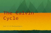 The Calvin Cycle Part II of Photosynthesis. Calvin Named after American biochemist Melvin Calvin Most commonly used pathway by most plants Calvin cycle.