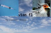 Avian flu By Garrett Knopp. Avian Flu The Avian Flu is a flu that is transmitted by bird, and can be spread to human by human to. It is very rare for.