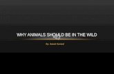 By: Saeed Kameel WHY ANIMALS SHOULD BE IN THE WILD.