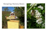 Keeping Honey Bees. Industrial Ag – Industrial Beekeeping.