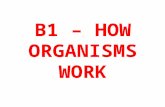 B1 – HOW ORGANISMS WORK. Learning Objective To be able to explain how diet and exercise effect the human body Key words: Carbohydrates, Sugars, Fats,