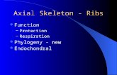 Axial Skeleton - Ribs Function – Protection – Respiration Phylogeny - new Endochondral.