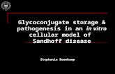 Glycoconjugate storage & pathogenesis in an in vitro cellular model of Sandhoff disease Stephanie Boomkamp.