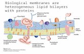 Biological membranes are heterogeneous lipid bilayers with proteins