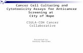 Cancer Cell Culturing and Cytotoxicity Assays for Anticancer Screening at City of Hope CSULA-COH Cancer Collaborative Presented by: Anthony Martinez.