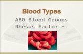 ABO Blood Groups Rhesus Factor +-. Why are blood types important?  Blood transfusion  A blood transfusion creating a wrong combination of donor-patient.